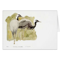 Demoiselle Cranes cards by zipora Demoiselle Cranes cards