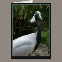 Demoselle Crane cards by Jack_of_Arts Demoselle Crane cards