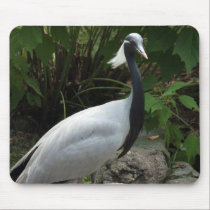 Demoselle Crane mousepads by Jack_of_Arts Demoselle Crane mousepads