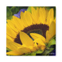 Demure Sunflower. magnet