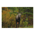 Denal Moose posters