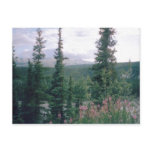 denali, national, park, alaska, forest, woods,