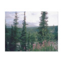 Denali, Alaska postcards by quetzal323 Denali, Alaska postcards