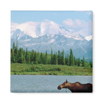 Denali National Park Magnets