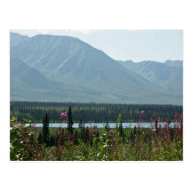 Denali Park Postcard