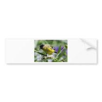 Dendelion Feast Bumper Stickers