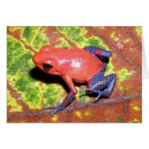 Dendrobates pumilio - Strawberry Poison Dart Frog Greeting Card