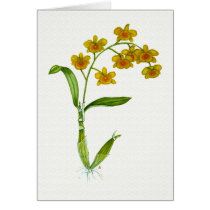 Dendrobium chrysotoxum cards by Szubogi Dendrobium chrysotoxum cards