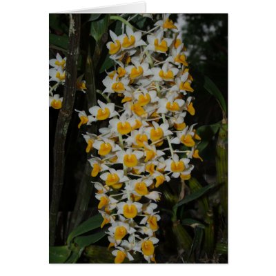 Dendrobium Densiflorum Cards by Rainy_B