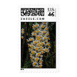 Dendrobium Densiflorum Postage Stamp