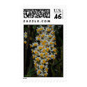 Dendrobium Densiflorum postage
