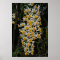 Dendrobium Densiflorum posters