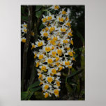 Dendrobium Densiflorum Posters