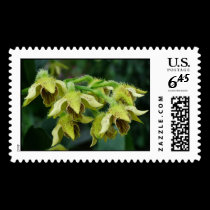 Dendrobium finisterrae postage