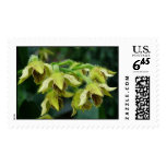 Dendrobium finisterrae postage