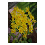 Dendrobium lindleyi Steud Card