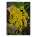 Dendrobium lindleyi Steud cards