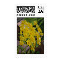 Dendrobium lindleyi Steud postage