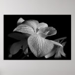 Dendrobium Orchid 1 Poster Print