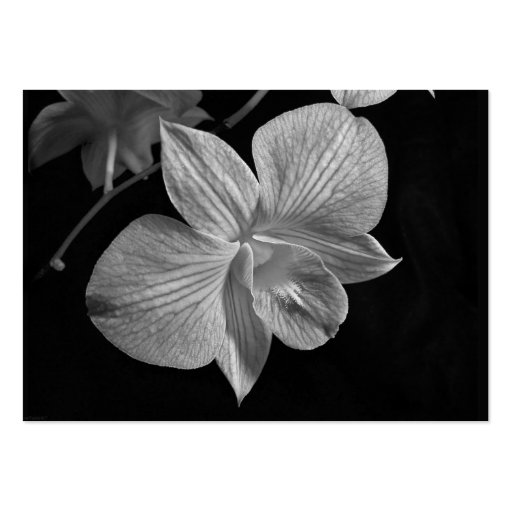 Dendrobium Orchid Blossom ATC Card Business Card