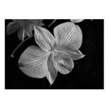 Dendrobium Orchid Blossom ATC Card Business Card