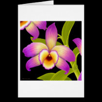 Dendrobium Orchid Flower cards