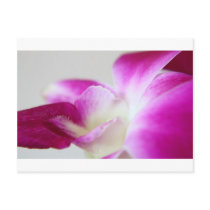 Dendrobium Orchid postcards