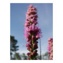Dense Blazing Star posters by sirenscastle Dense Blazing Star posters