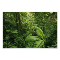Dense Tropical Rain Forest Photo Art