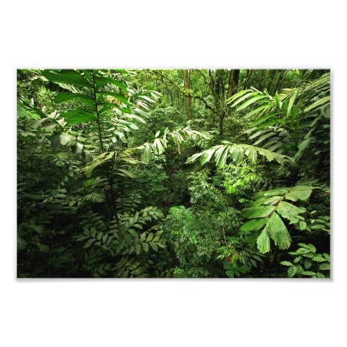 Dense Tropical Rain Forest Photo Print