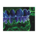 dental art 24 postcards