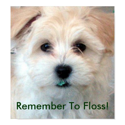 Dental Hygiene Floss Puppy poster