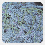 Dental plaque, coloured scanning electron sticker
