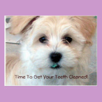 Dental Reminder Postcard postcards