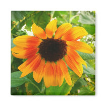 Depressed Sunflower magnets
