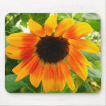 Depressed Sunflower Mouse Pads