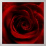 Depth of love red Rose Posters