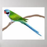 Derbyan Parakeet Print