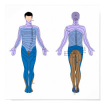 Dermatome diagram Poster