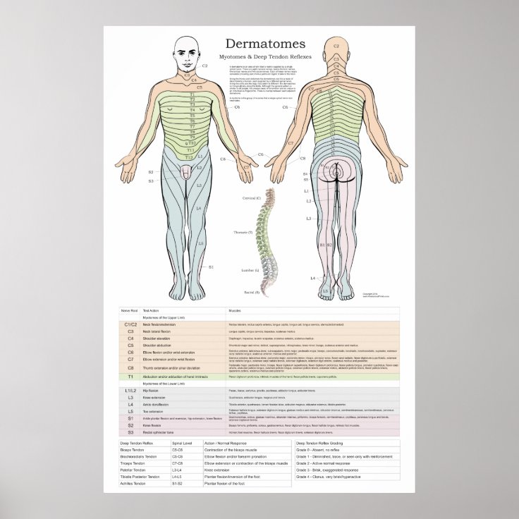 Dermatomes Myotomes And Dtr Poster X