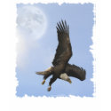 Descending Bald Eagle Motivational Ladies' Shirt
