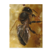 Description Description A worker black bee ( Apis  Postcards