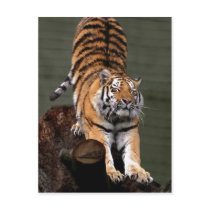 Description Panthera tigris altaica , Aalborg Zoo, Post Cards