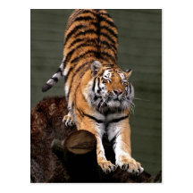 Description Panthera tigris altaica , Aalborg Zoo, Post Cards