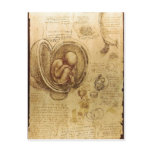 Description Studies of Embryos Leonardo da Vinci ( Post Card