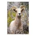 Desert Big Horn Sheep posters by mandj98 Desert Big Horn Sheep posters