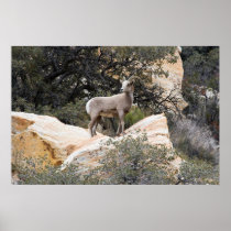 Desert Big Horn Sheep Print
