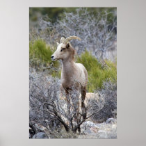 Desert Big Horn Sheep Poster