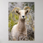 Desert Big Horn Sheep posters