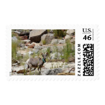 Desert Bighorn Postage Stamp